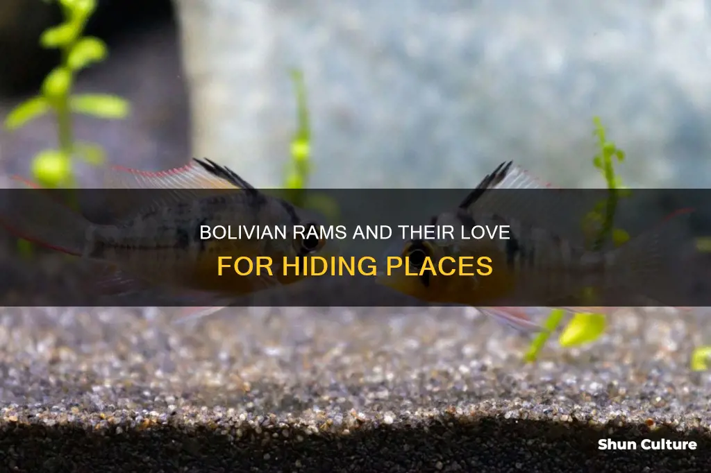 do bolivian rams like to hide