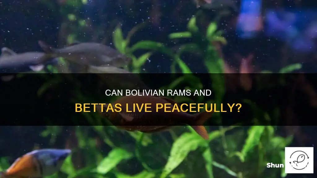 do bolivian rams nip betta fish