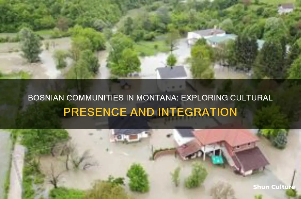 do bosnian live in montana