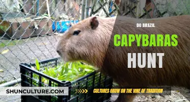 Do Brazil's Capybaras Hunt? Unveiling the Truth About Their Diet