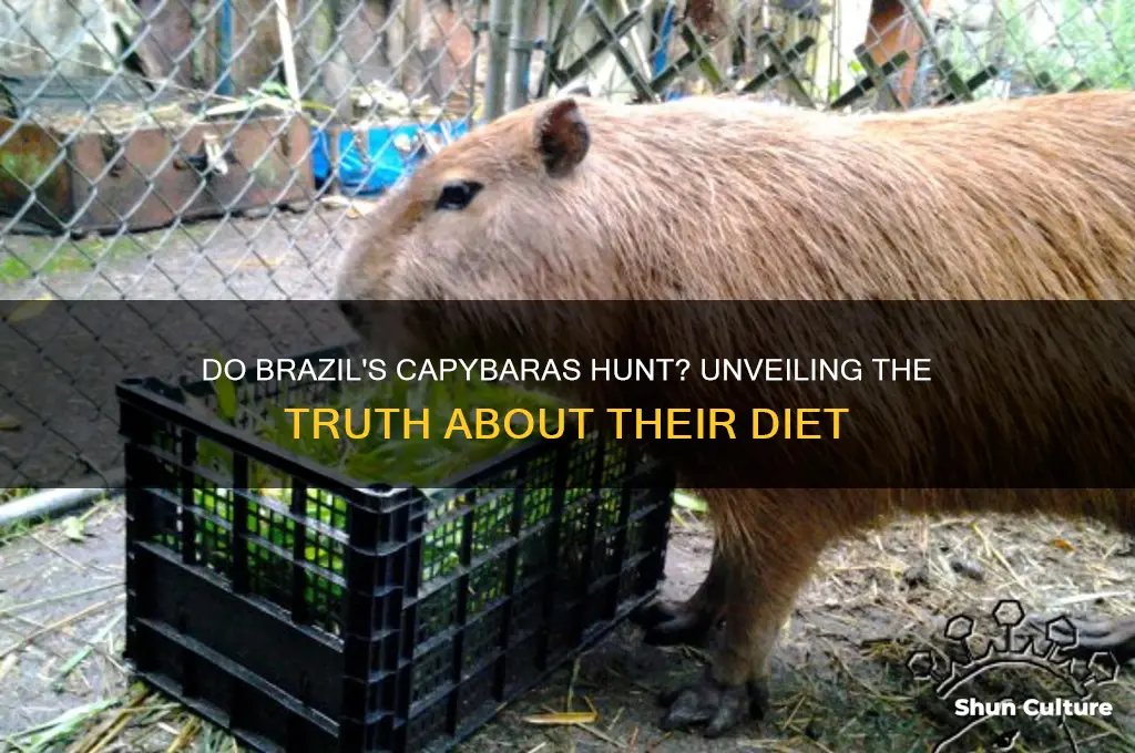 do brazil capybaras hunt