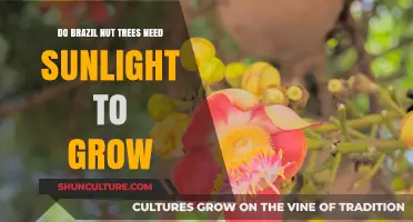 Sunlight's Role in Growing Brazil Nut Trees: Essential or Optional?