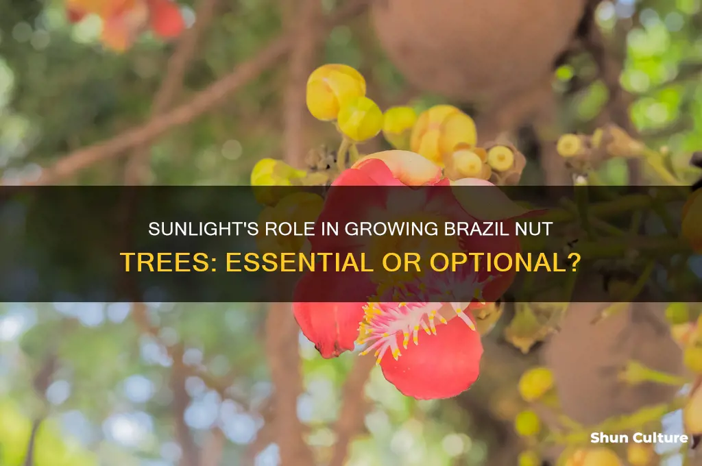 do brazil nut trees need sunlight to grow