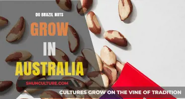 Brazil Nuts: Can They Grow in Australia?