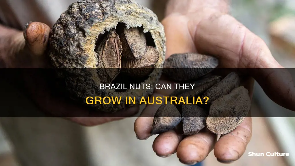 do brazil nuts grow in australia