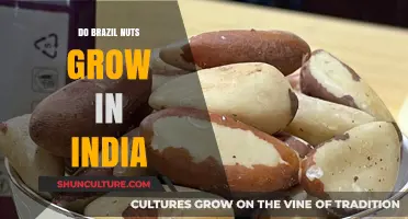 Can Brazil Nuts Thrive in India's Climate and Soil Conditions?