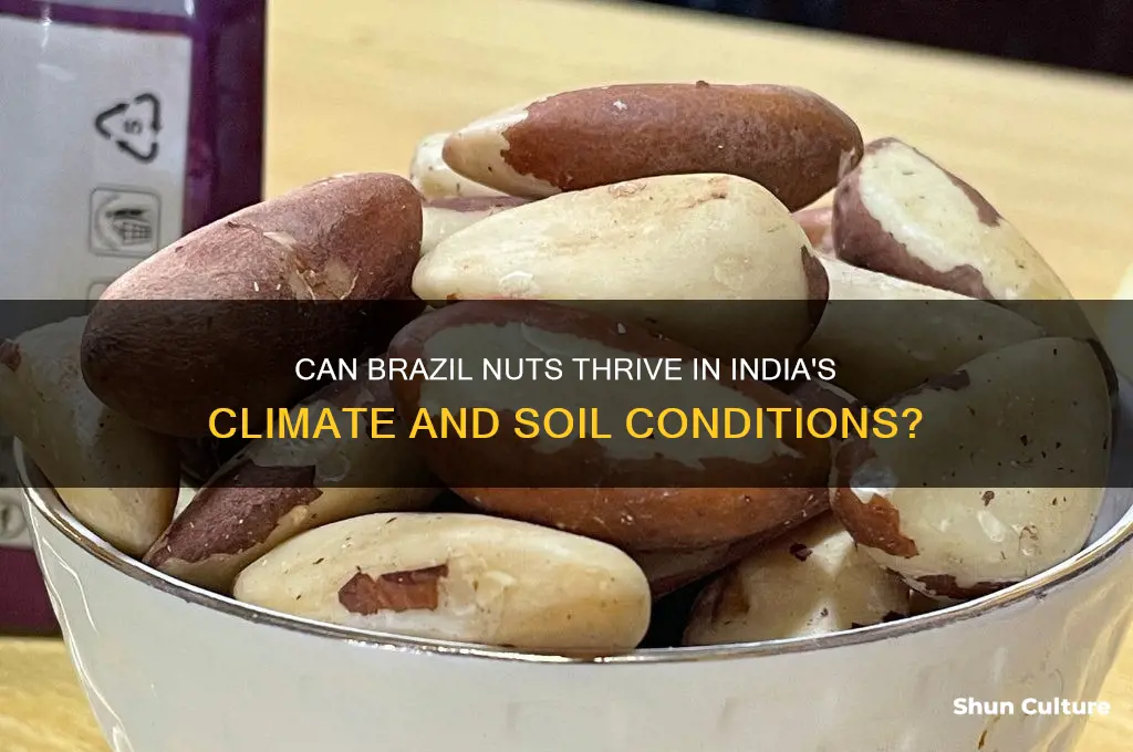 do brazil nuts grow in india