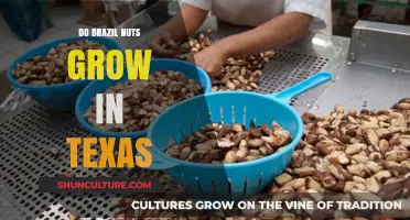 Can Brazil Nuts Thrive in Texas' Unique Climate and Soil Conditions?