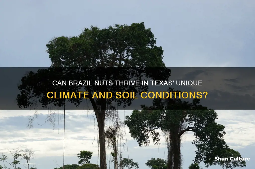 do brazil nuts grow in Texas
