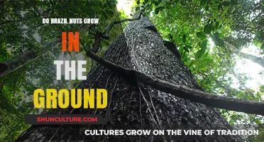 Where Do Brazil Nuts Come From? Uncovering Their Underground Origins