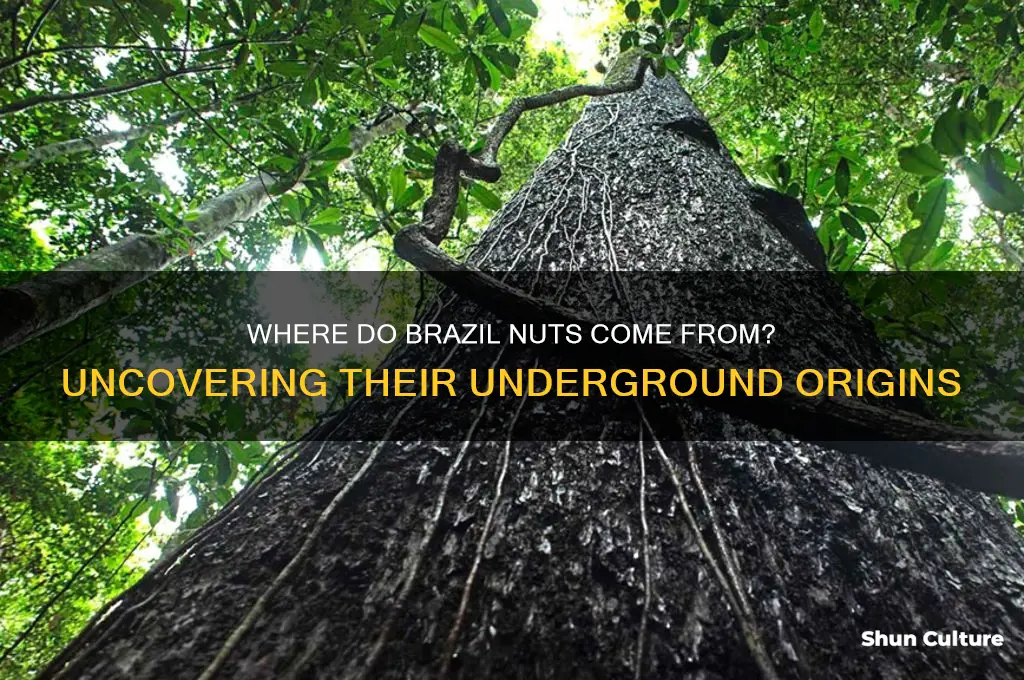 do brazil nuts grow in the ground
