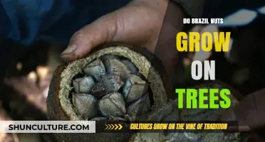 Do Brazil Nuts Grow on Trees? Unveiling the Rainforest's Nutty Secret