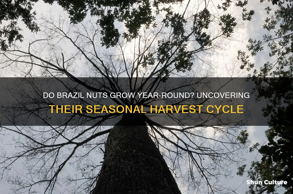 do brazil nuts grow year round