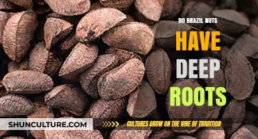Brazil Nuts' Deep Roots: Uncovering Their Underground Growth Secrets
