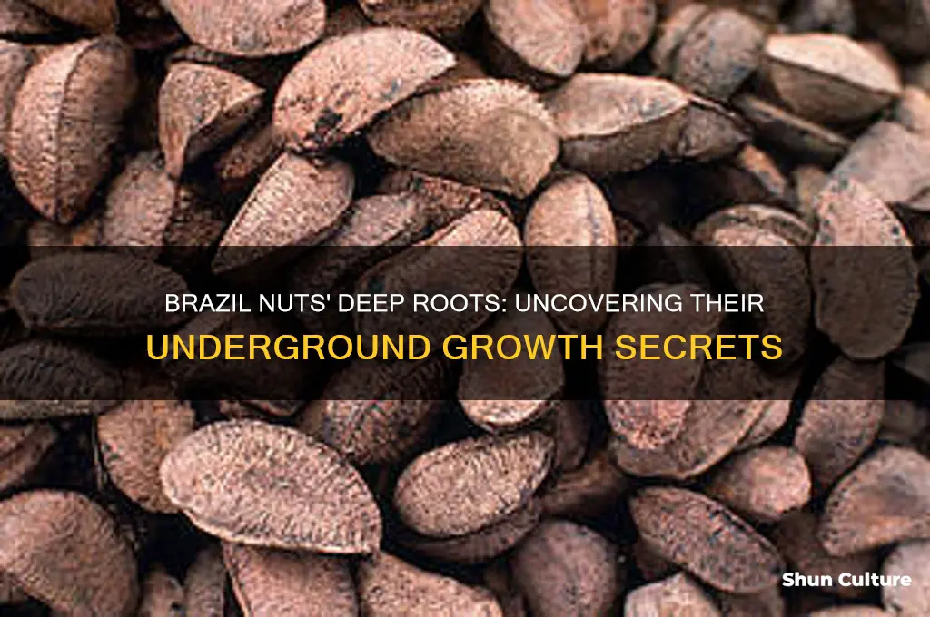 do brazil nuts have deep roots