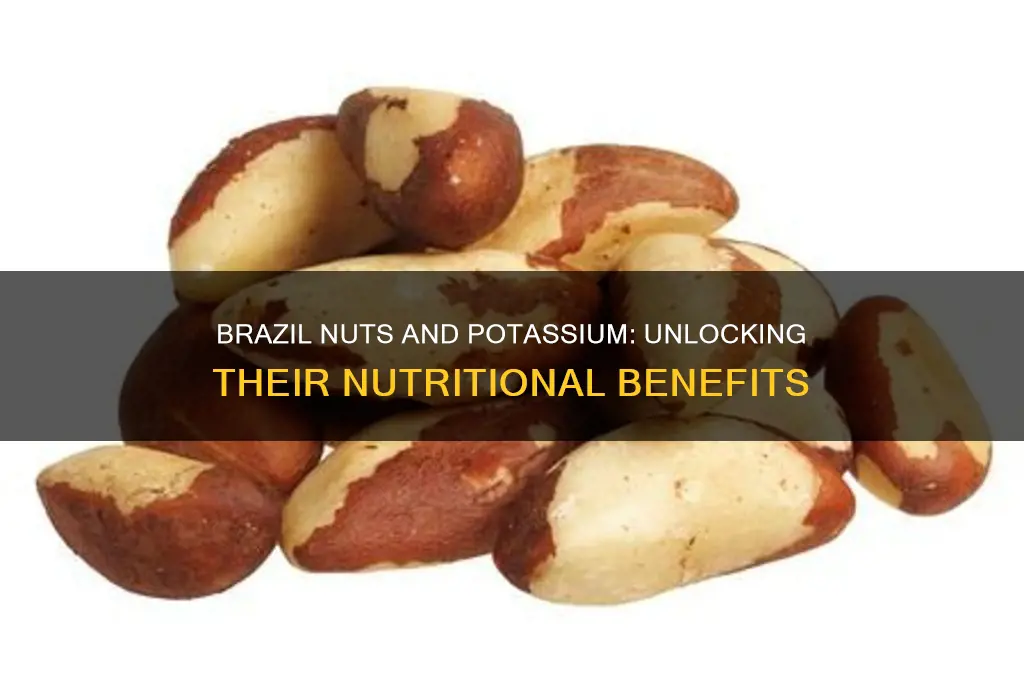 do brazil nuts have potassium
