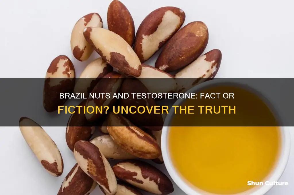 do brazil nuts increase testosierone levels
