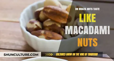 Brazil Nuts vs. Macadamia: A Taste Comparison and Texture Analysis