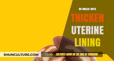 Can Brazil Nuts Thicken Uterine Lining? Facts and Insights