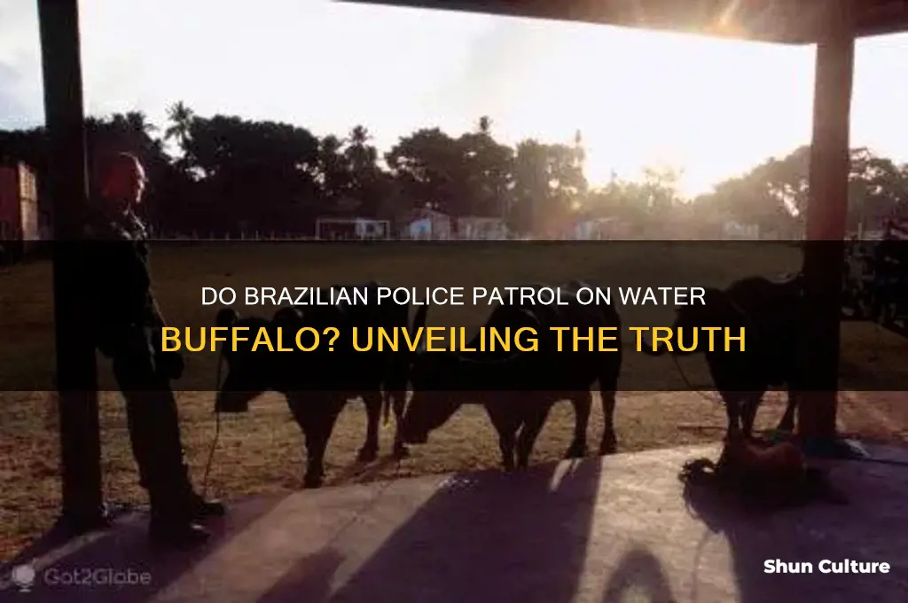do brazil police ride water buffalo