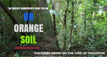 Brazil's Rainforests: Unveiling the Mystery of Yellow-Orange Soil