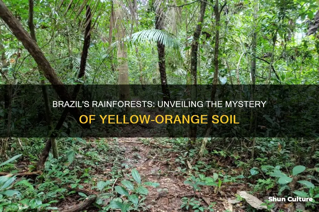 do brazils rainforests have yellow or orange soil