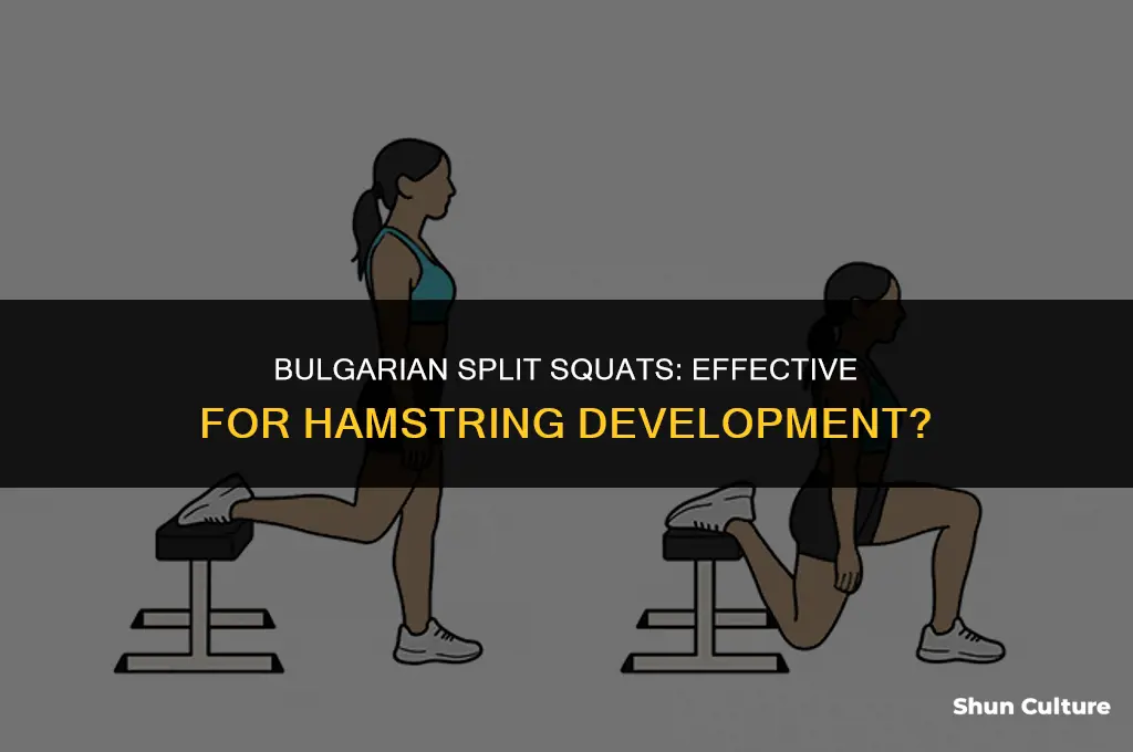 do bulgarian split squats work hamstrings