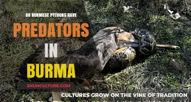 Exploring the Burmese Python's Predatory Landscape in Myanmar
