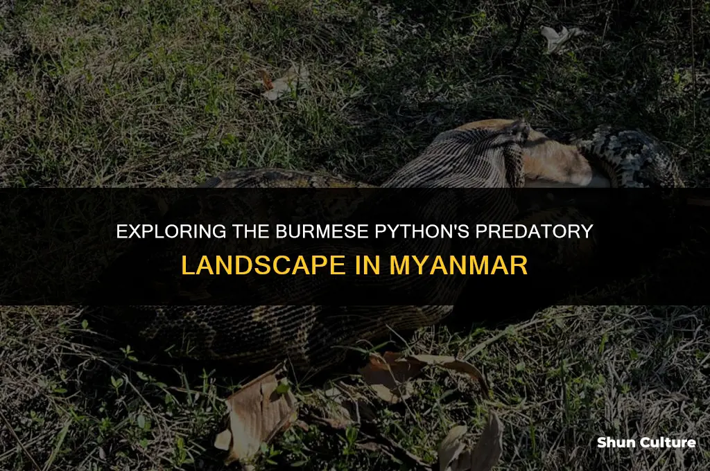 do burmese pythons have predators in burma