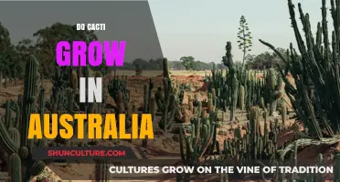 Cacti in Australia: Where Do They Grow?