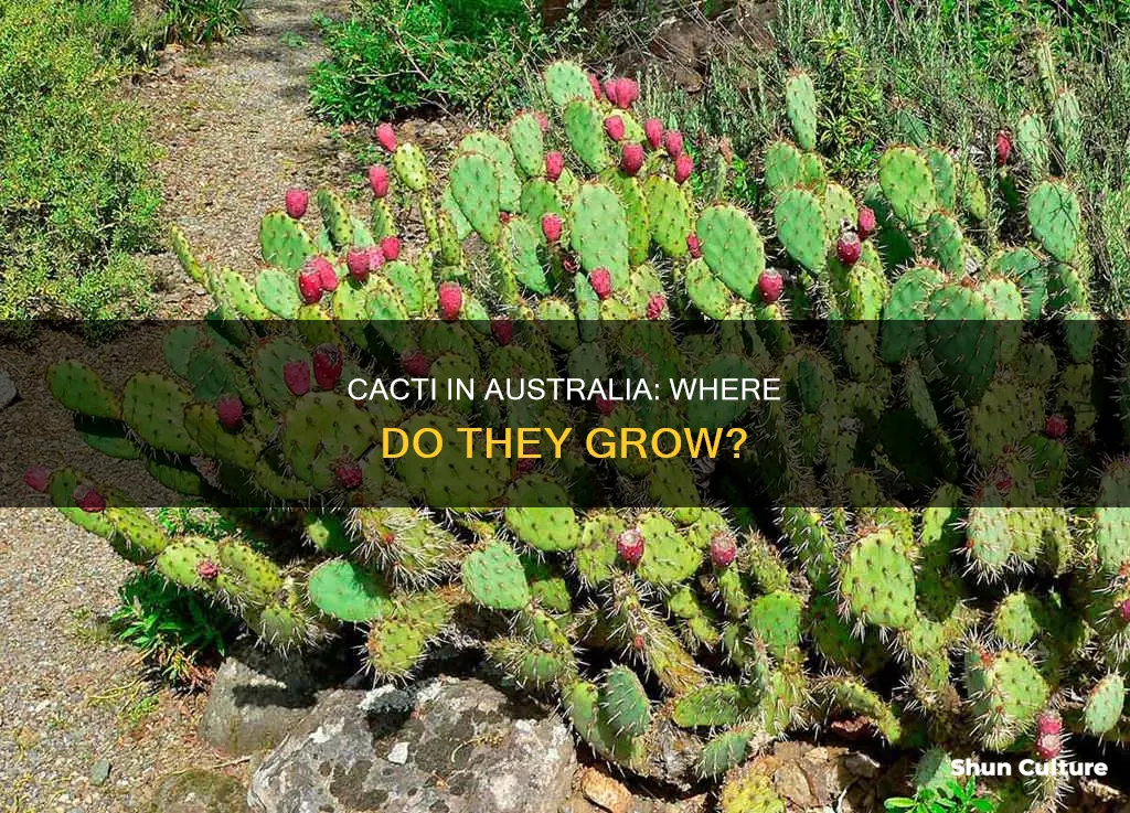 do cacti grow in australia