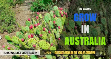 Cactus in Australia: Where They Grow and Why