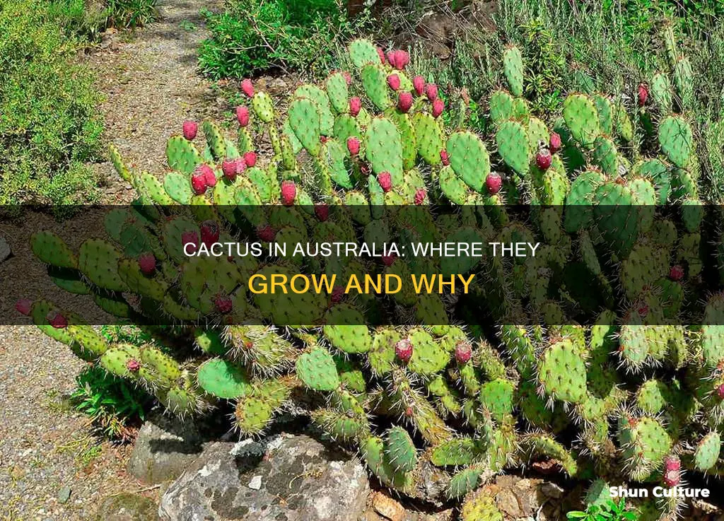 do cactus grow in australia