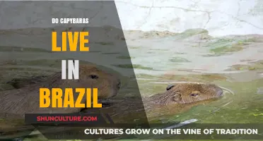 Capybaras in Brazil: Exploring Their Natural Habitat and Lifestyle