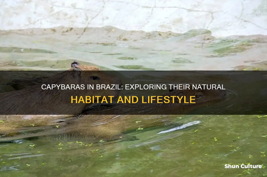 do capybaras live in brazil