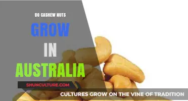 Cashew Nuts Cultivation in Australia: Is It Possible?