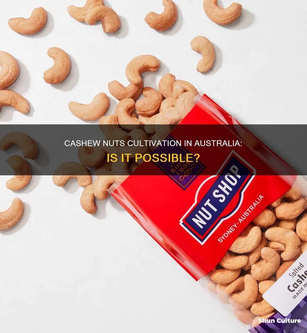 do cashew nuts grow in australia