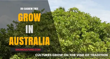 Cashew Trees in Australia: Can They Grow?
