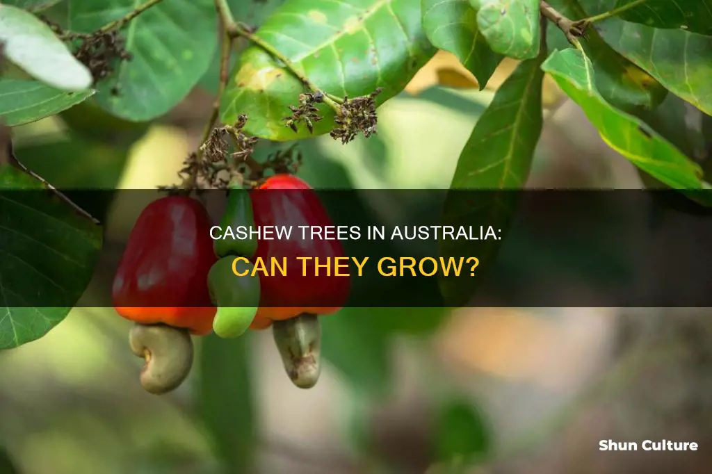 do cashew tree grow in australia