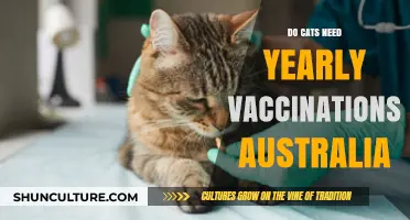Do Cats Need Yearly Vaccinations in Australia? Essential Pet Health Guide