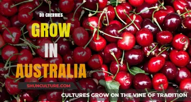 Sweet Cherries: Can They Grow in Australia?