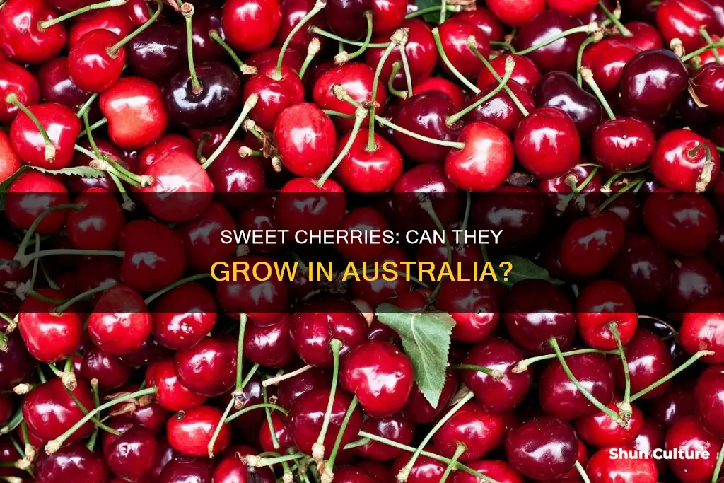 do cherries grow in australia
