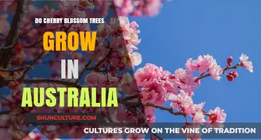 Cherry Blossoms in Australia: Can They Grow?