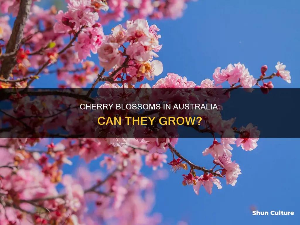 do cherry blossom trees grow in australia