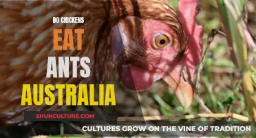 Chickens' Appetite for Ants: An Australian Perspective