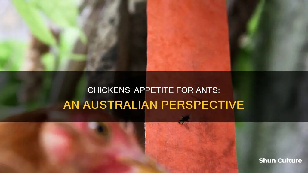 do chickens eat ants australia