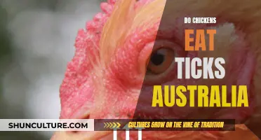 Chickens Eating Ticks: An Australian Solution?