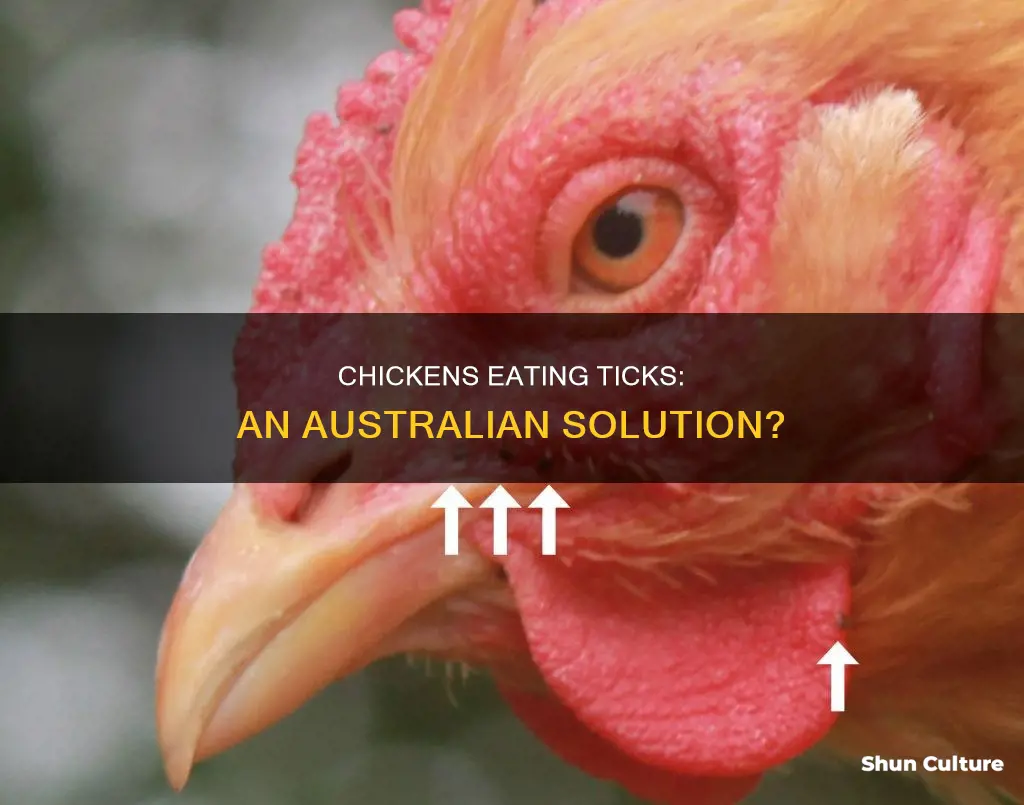 do chickens eat ticks australia
