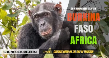 Exploring Chimpanzee Habitats: Do They Reside in Burkina Faso, Africa?