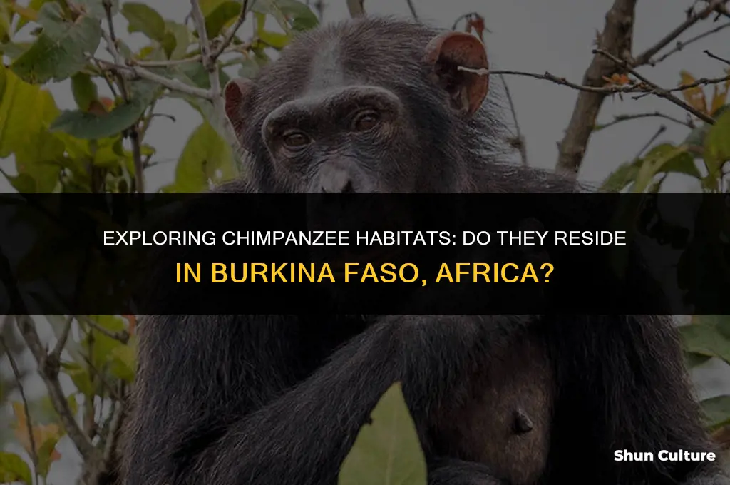 do chimpanzees live in burkina faso africa